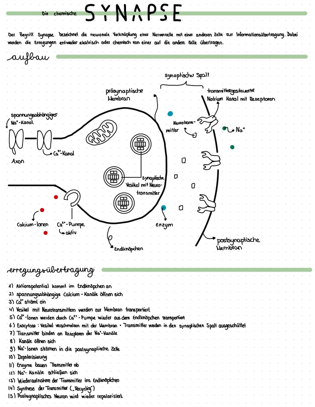 SYNAPSE
Der Begriff Synapse bezeichnet die neuronale Verknüpfung einer Nervenzelle mit einer anderen Zelle zur Informationsübertragung. Dabe