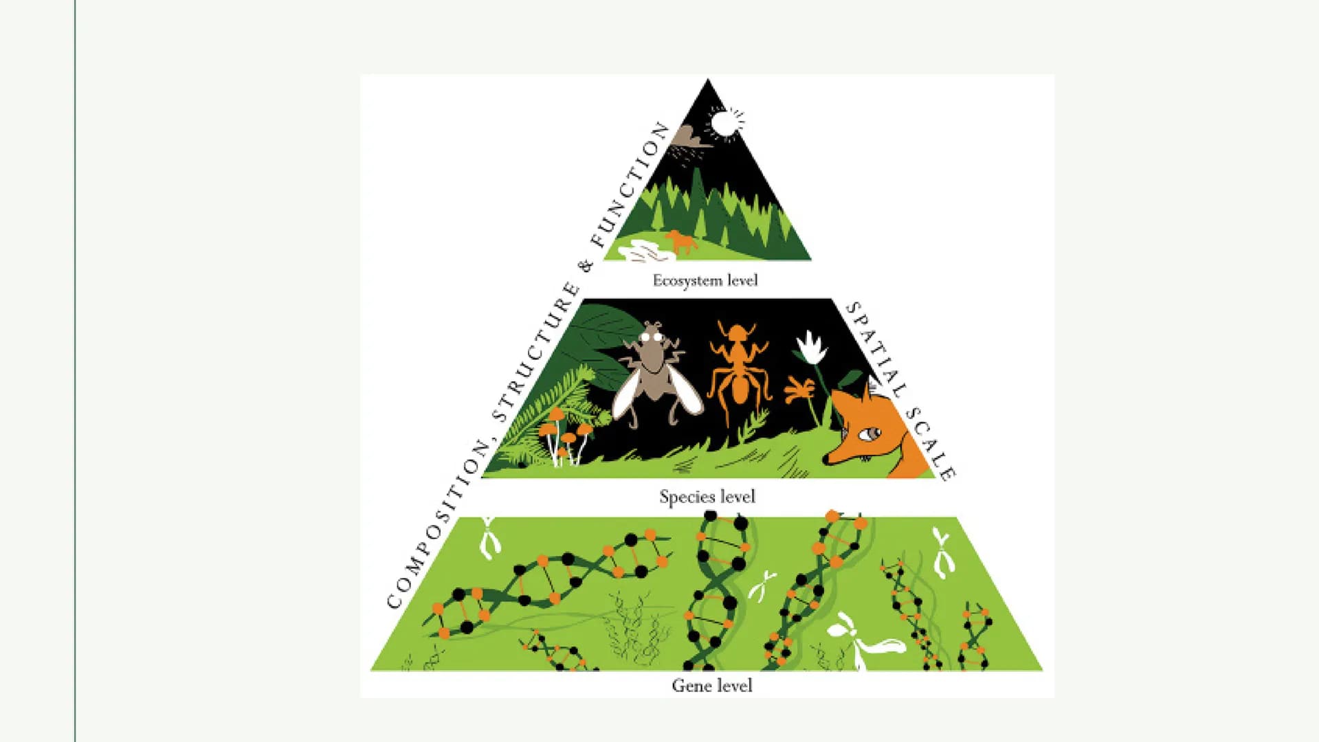 BIOLOGIE
Verlust der
Biodiversität Inhalt
• Was heißt Biodiversität?
● Ebenen von Biodiversität
• Warum ist Artenvielfalt wichtig?
• Ursache