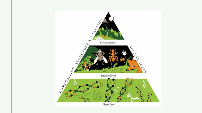 BIOLOGIE
Verlust der
Biodiversität Inhalt
• Was heißt Biodiversität?
● Ebenen von Biodiversität
• Warum ist Artenvielfalt wichtig?
• Ursache