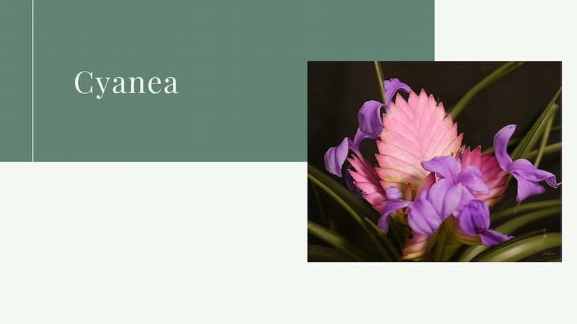 BIOLOGIE
Verlust der
Biodiversität Inhalt
• Was heißt Biodiversität?
● Ebenen von Biodiversität
• Warum ist Artenvielfalt wichtig?
• Ursache