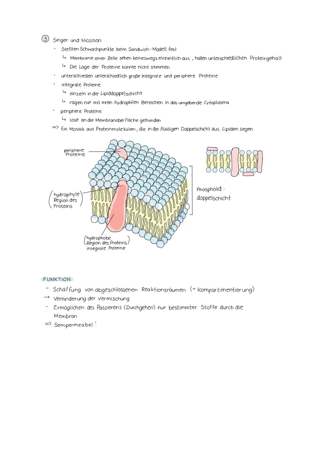 Lösung AB Osmose"
hypertonische Umgebung
(konzentrierter als innen)
außen
Durch den Wasserverlust
schrumpft der Zellkörper; die
Zellmembran 