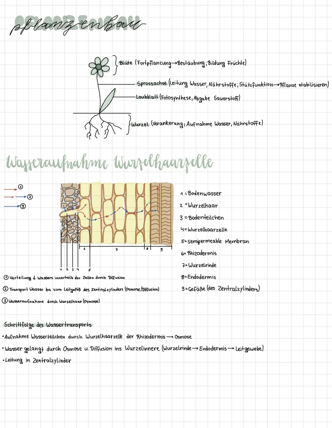 splanz en bar
O
Blüte (Fortpflanzung Bestäubung; Bildung Früchte)
Sprossachse (Leitung Wasser, Nährstoffe; Stützfunktion Pflanze stabilisier