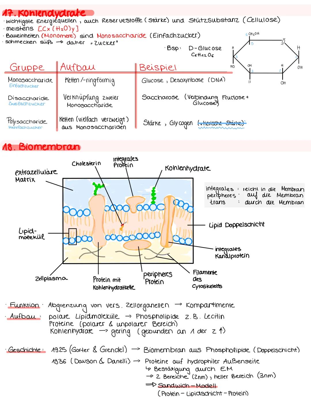 # 1 Organisationsebenen

Molekule/Alome
Stickstoff
Wasserstoff
Kohlenstoffatome

Bio n. 1, 04. M. 24

Makromoleküle Organellen
Proteine
$C_6