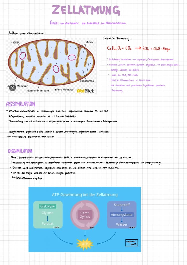 Know Zellatmung und Photosynthese  thumbnail