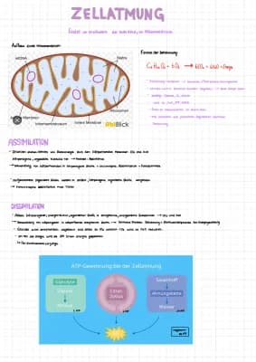 Know Zellatmung und Photosynthese  thumbnail