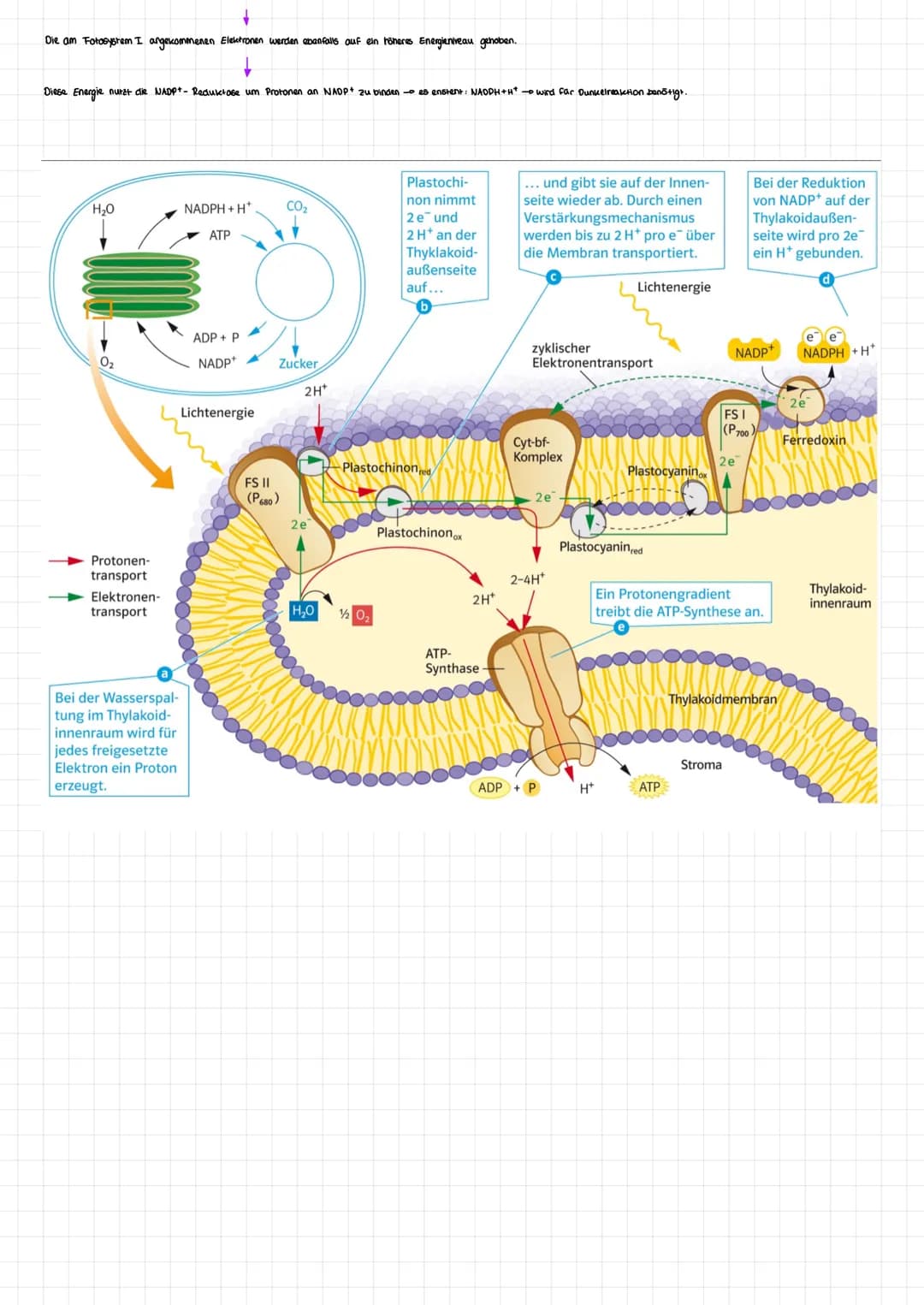 Aufbau eines Mitochondrium:
mtDNA
!!!
DA
Membran
Intermembranraum
ZELLATMUNG
findet im Kraftwerk der Zelle Stalt, im Mitochondrium.
DISSIMIL