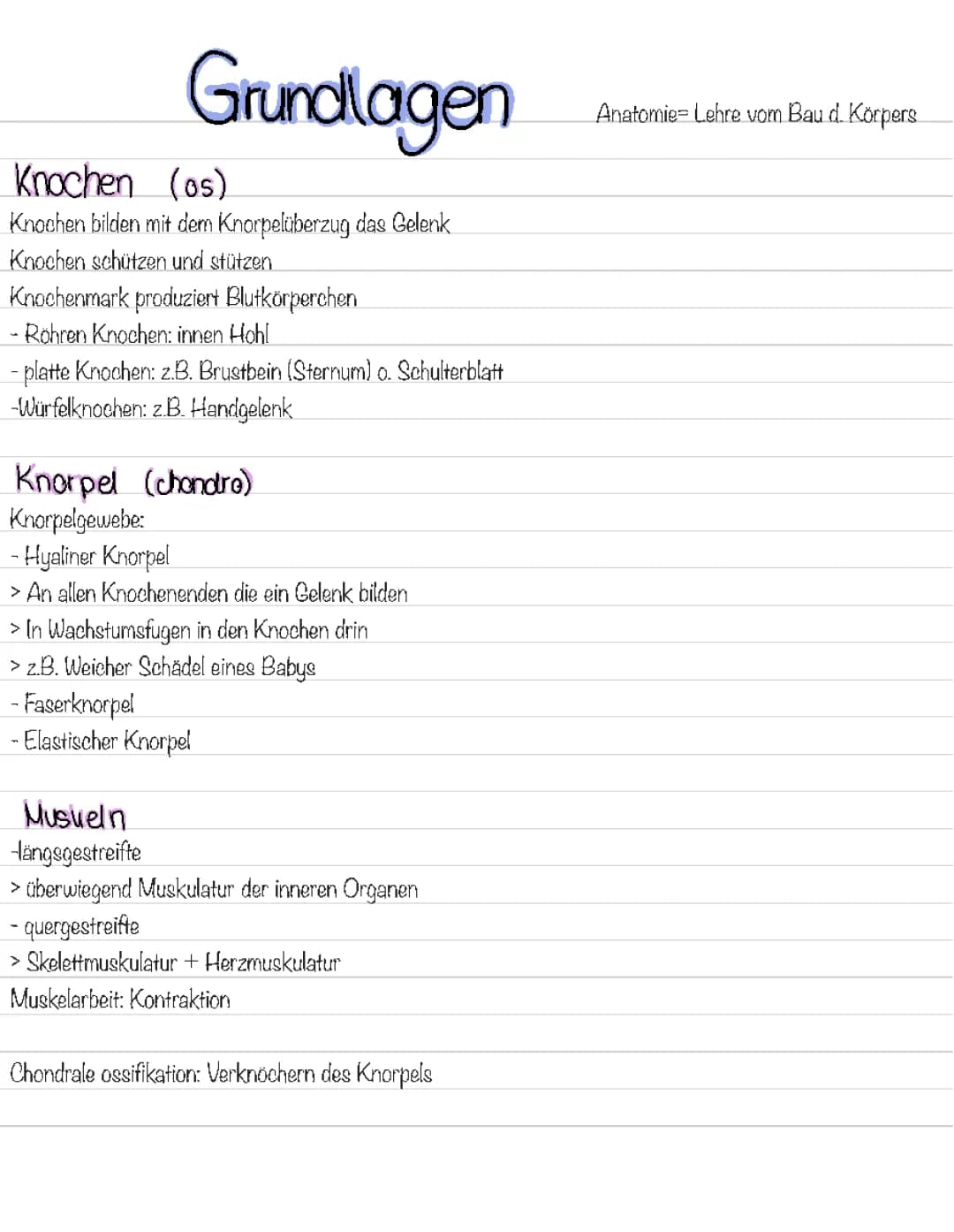 Anatomie Grundlagen 