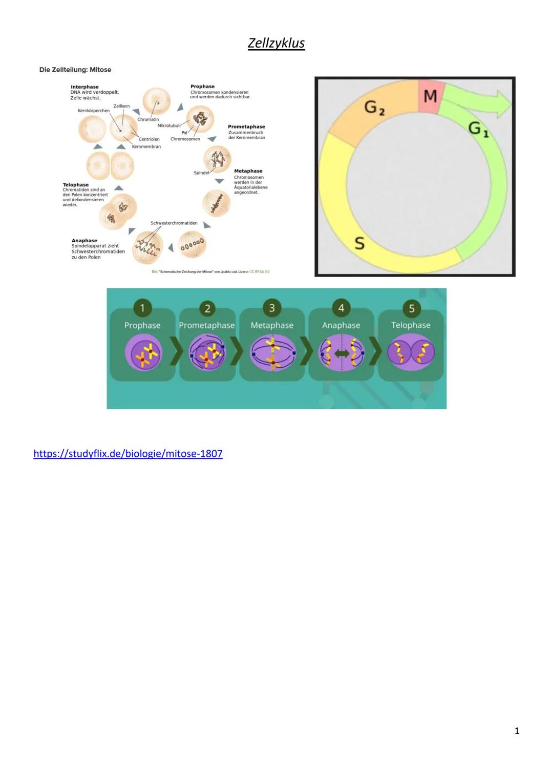 Die Zellteilung: Mitose
Interphase
DNA wird verdoppelt.
Zelle wächst.
Kernkörperchen
Telophase
Chromatiden sind an
den Polen konzentriert
un
