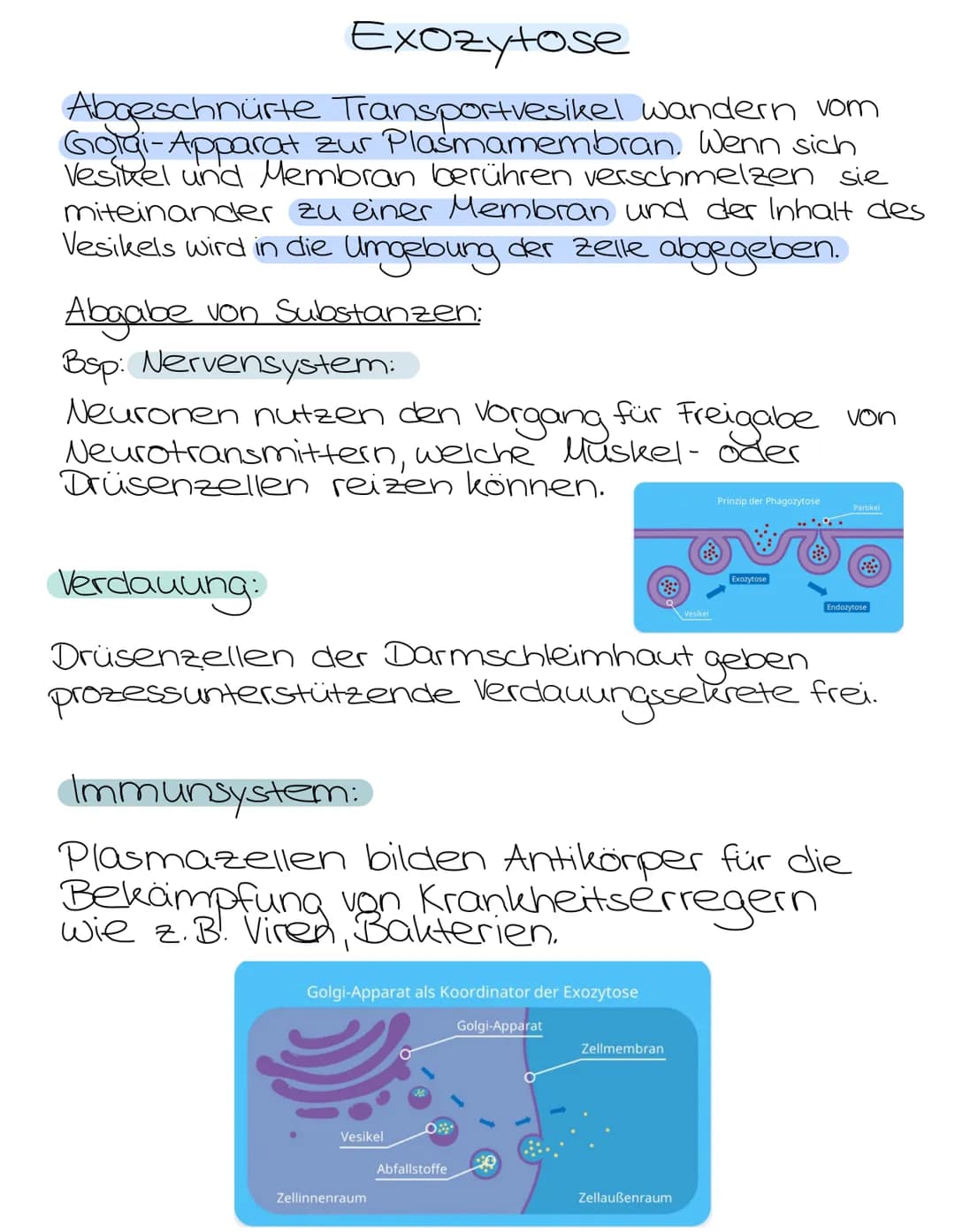 Exozytose
wandern vom
Abgeschnürte Transportvesikel
Golgi-Apparat zur Plasmamembran. Wenn sich
Vesikel und Membran berühren verschmelzen sie