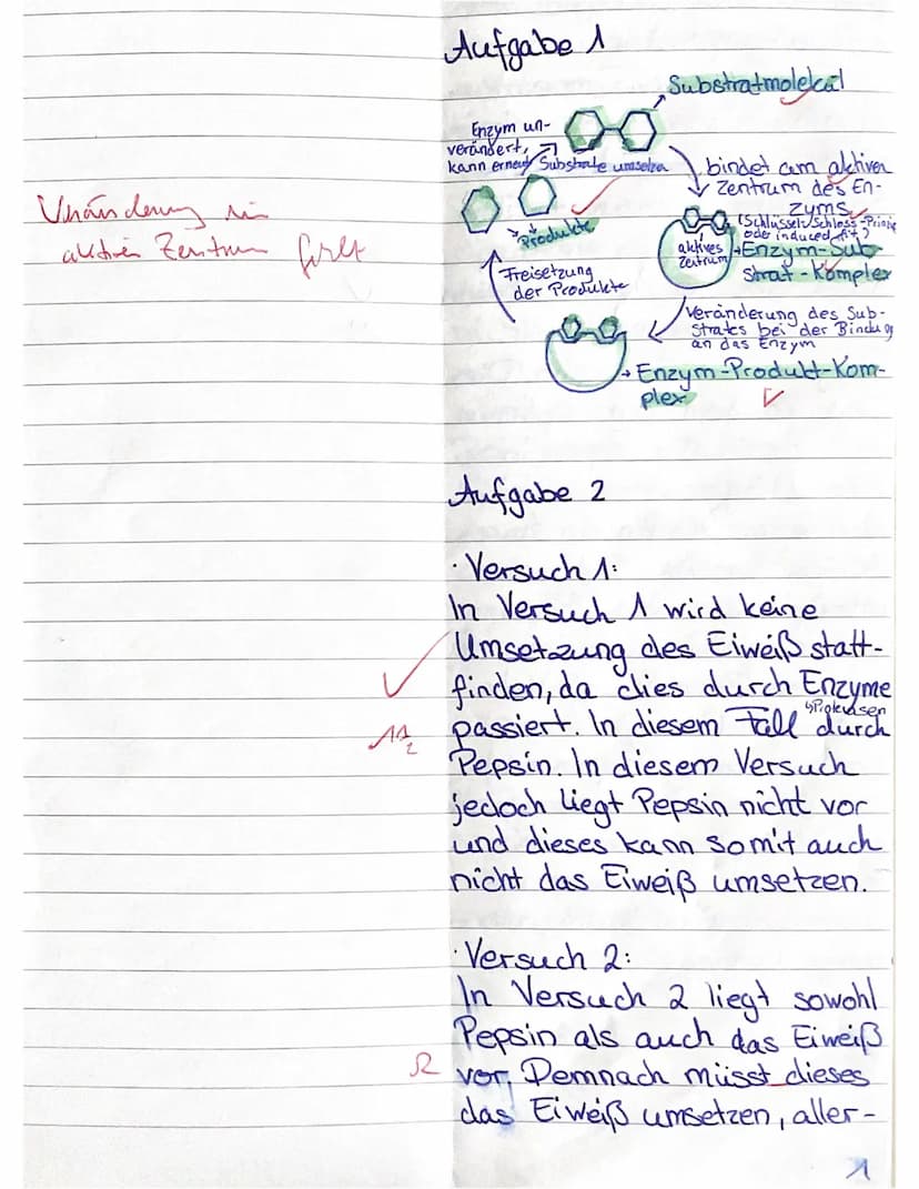 Gymnasium
Biologie
bi 4
kleinste Eiweißwürfel
Wasser
Protease Pepsin
Salzsäure
Natronlauge
Bleioxid
Kupfersulfat
1811-22
Enzymatik
1. Stelle