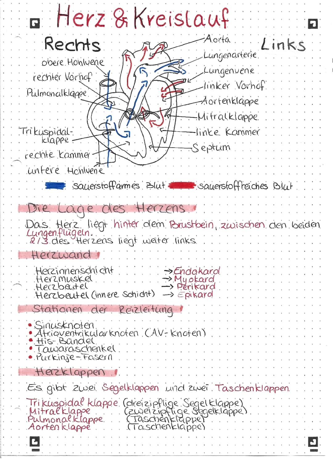 Herz-Kreislauf-System Zusammenfassung