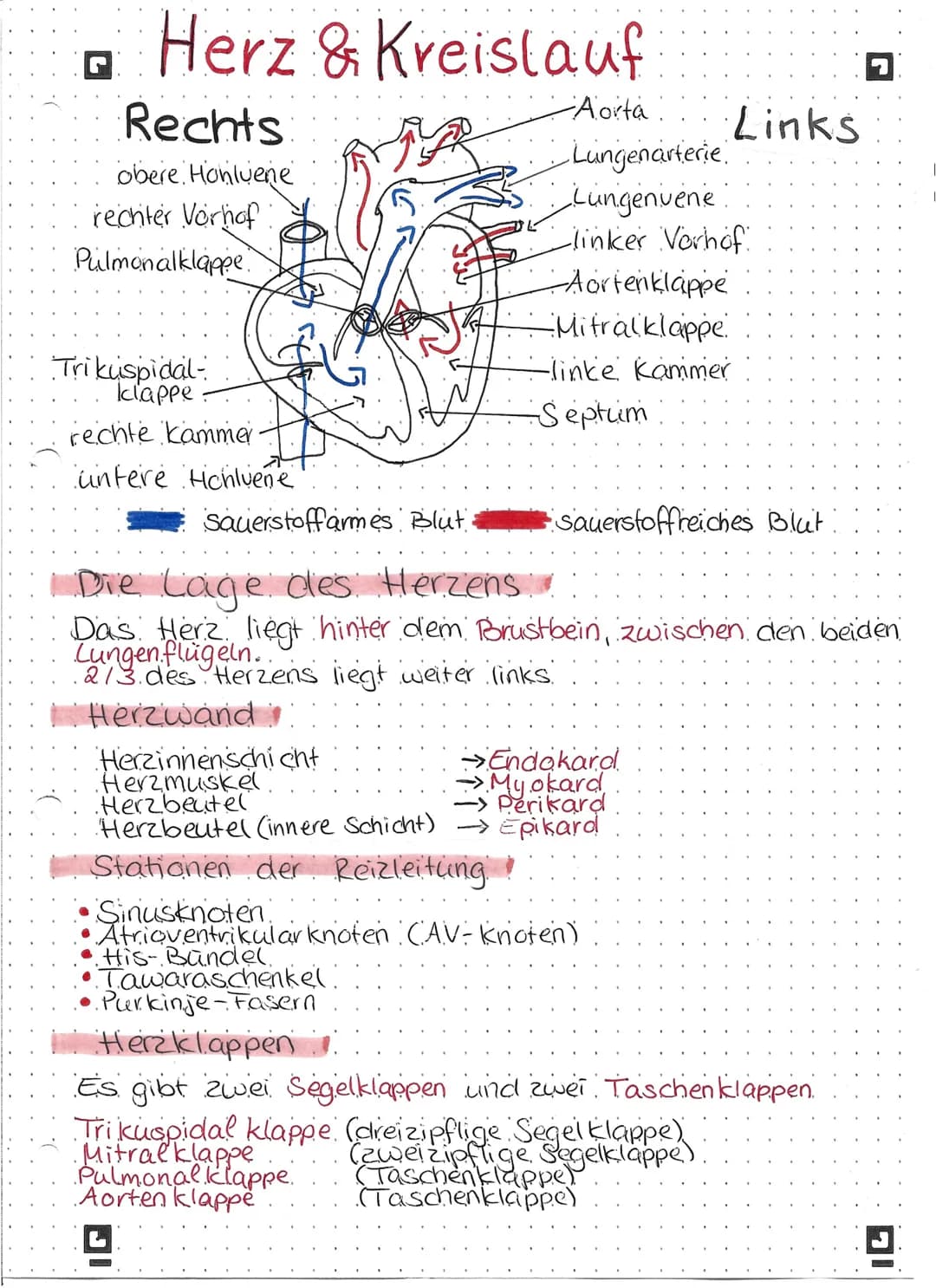 G
Herz & Kreislauf
Rechts
obere Honluene
rechter Vorhof
Pulmonalklappe
Trikuspidal-
klappe
rechte kammer
untere Hchluene
-Aorta.
Lungenarter