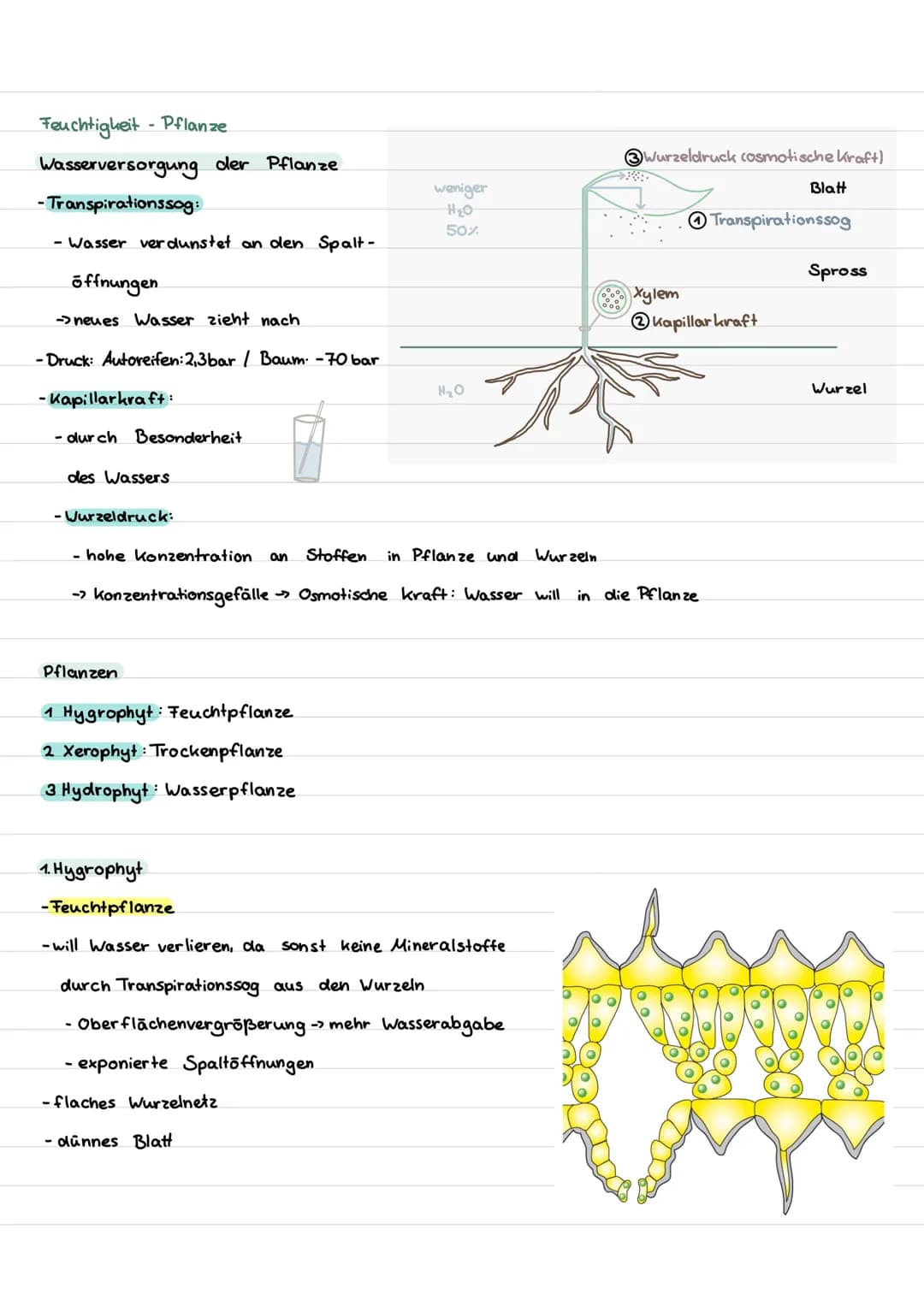 Inhalt
I. Begriffe
II. abiotische Faktoren
1. Toleranzkurven
ste nök / euryok
2. Ökologische und physiologische Potenz
3. Temperatur
Homoiot