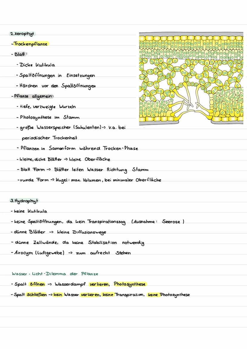 Inhalt
I. Begriffe
II. abiotische Faktoren
1. Toleranzkurven
ste nök / euryok
2. Ökologische und physiologische Potenz
3. Temperatur
Homoiot