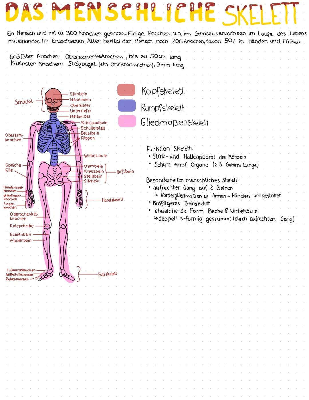Das Menschliche Skelett & Bau, Funktionen Muskulatur