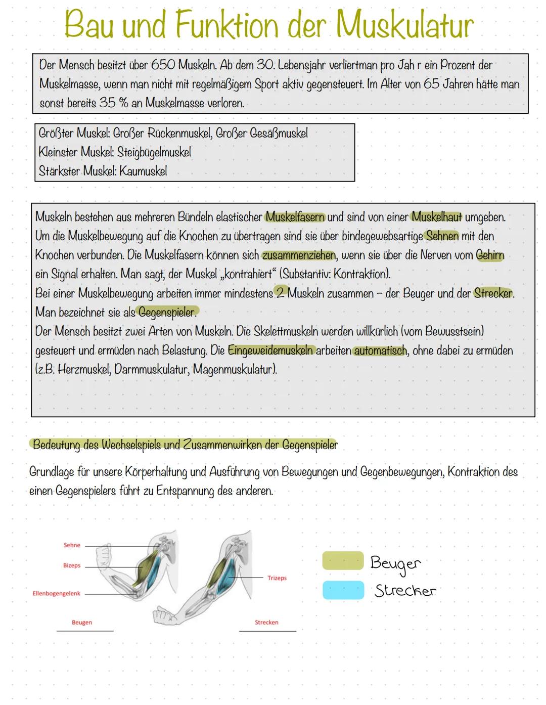 # DAS MENSCHLICHE SKELETT

Ein Mensch wird mit ca. 300 Knochen geboren. Einige Knochen, v.a. im Schädel, verwachsen im Laufe des Lebens
mite