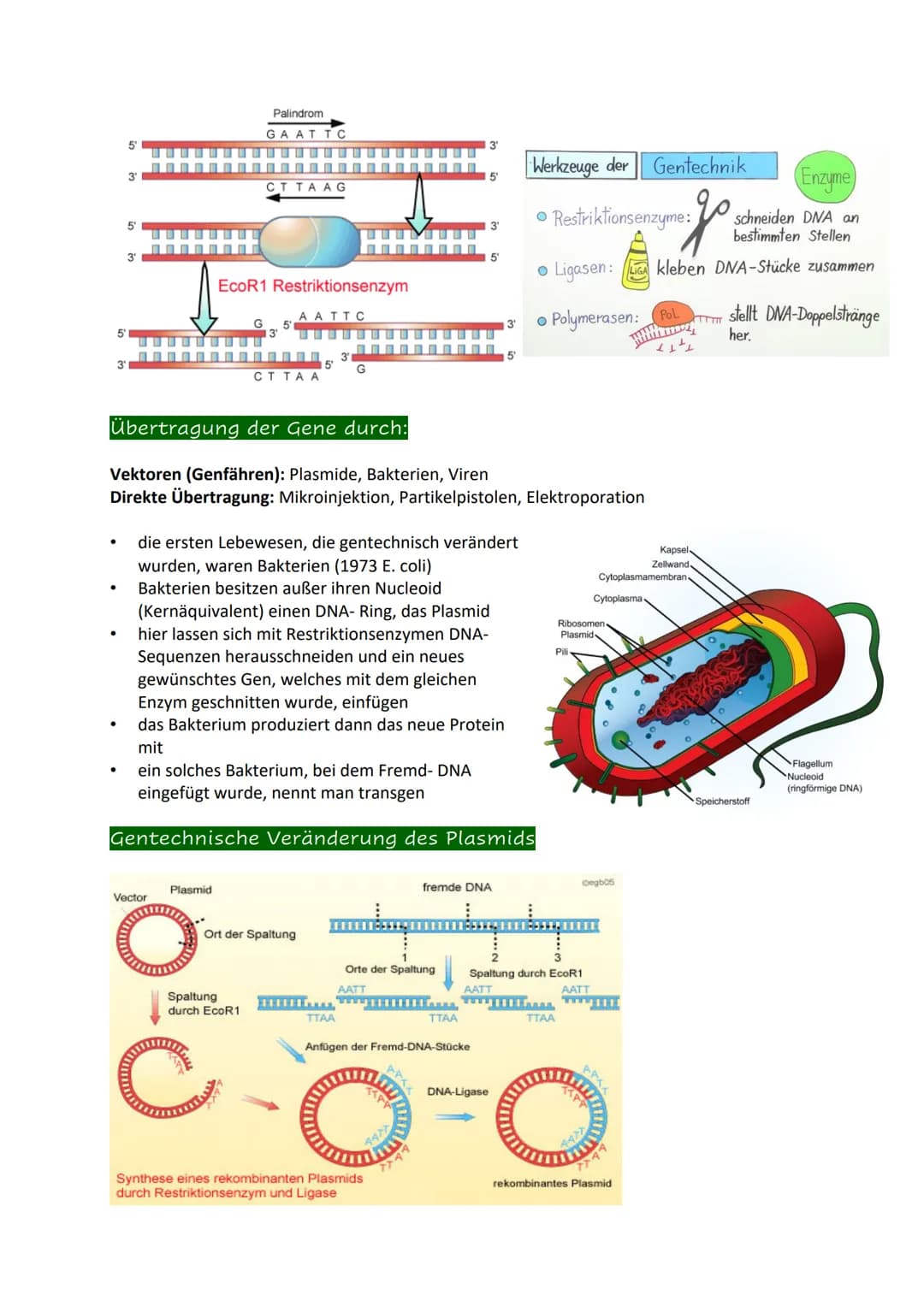 Definition
= Anwendung moderner molekularbiologischer Methoden zur Änderung der genetischen
Eigenschaften von Organismen.
Man sagt dazu auch
