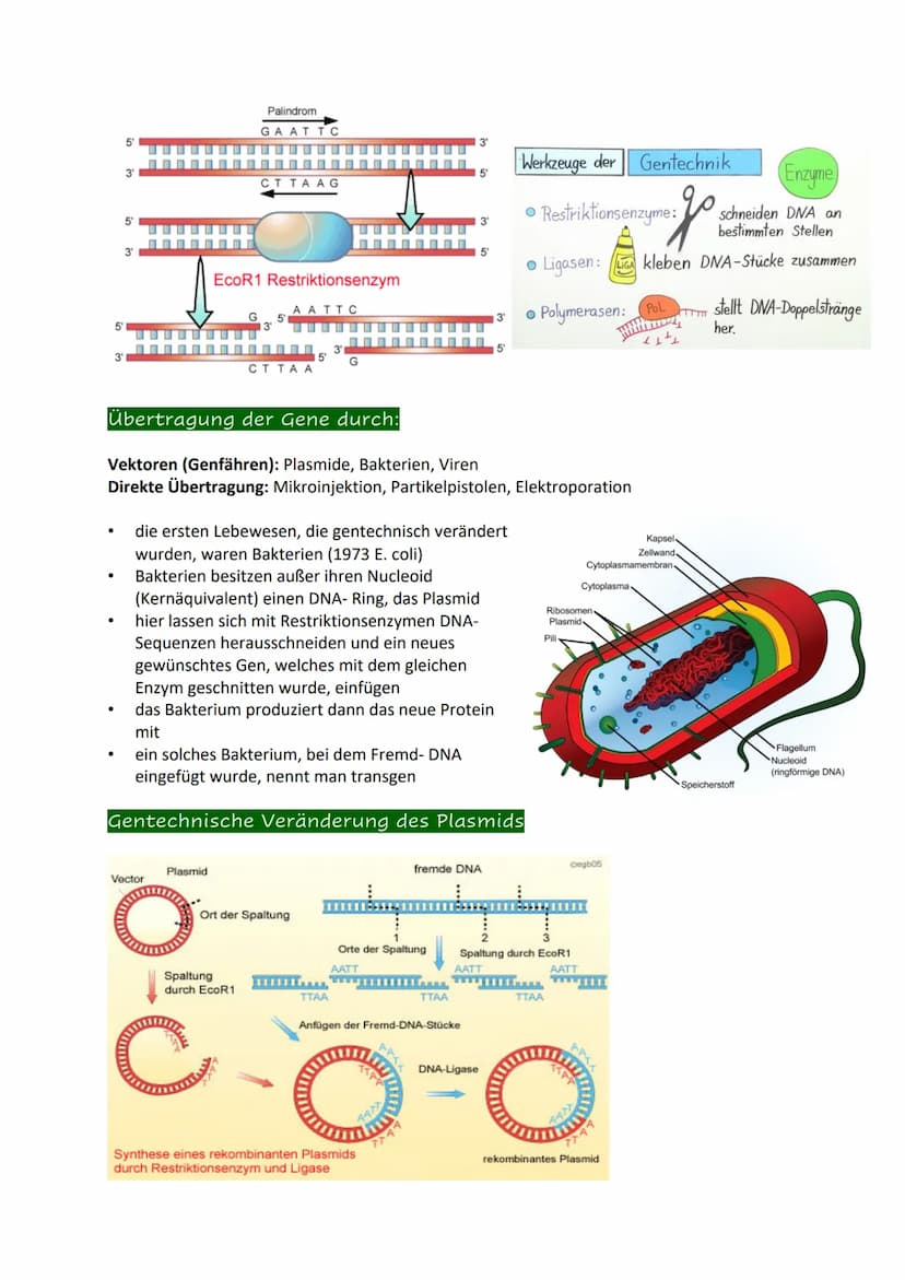 Definition
= Anwendung moderner molekularbiologischer Methoden zur Änderung der genetischen
Eigenschaften von Organismen.
Man sagt dazu auch