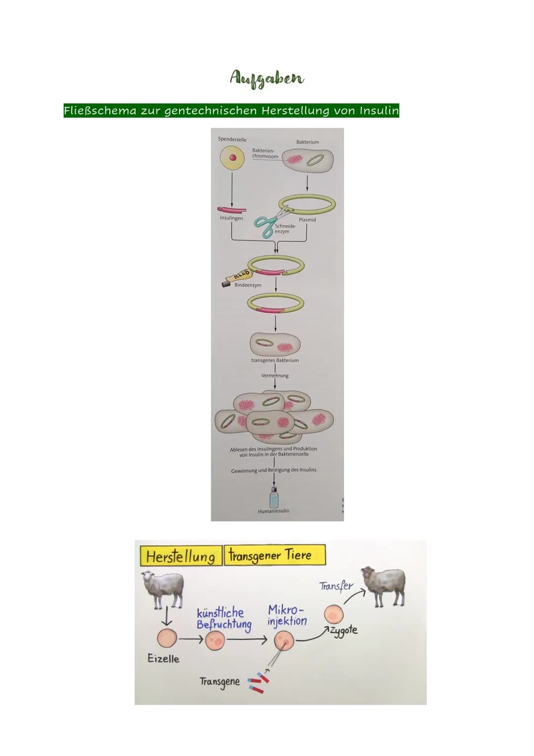 Definition
= Anwendung moderner molekularbiologischer Methoden zur Änderung der genetischen
Eigenschaften von Organismen.
Man sagt dazu auch