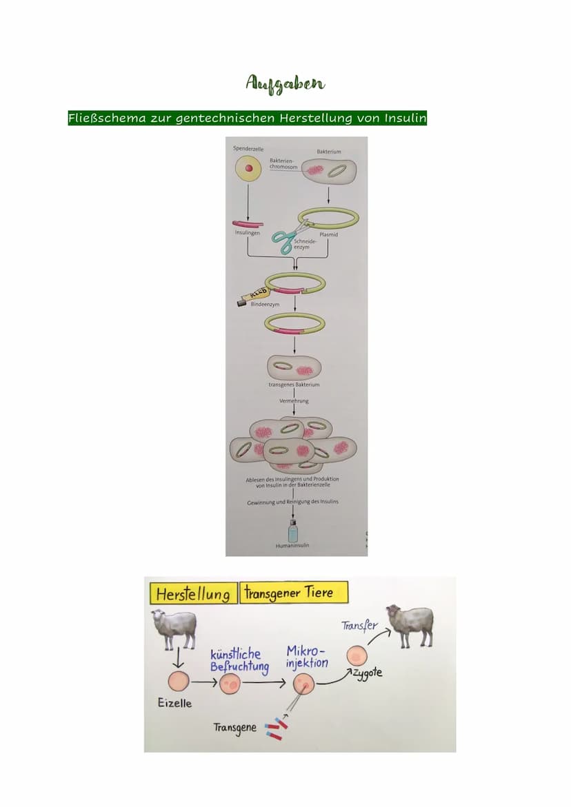 Definition
= Anwendung moderner molekularbiologischer Methoden zur Änderung der genetischen
Eigenschaften von Organismen.
Man sagt dazu auch