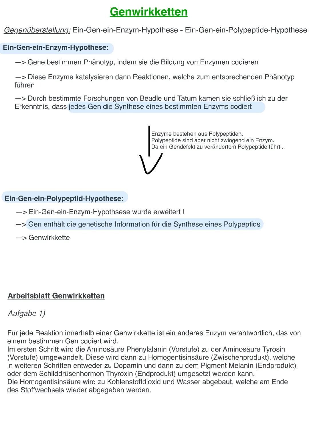 Einfach erklärt: Die Ein-Gen-ein-Polypeptid-Hypothese und Albinismus