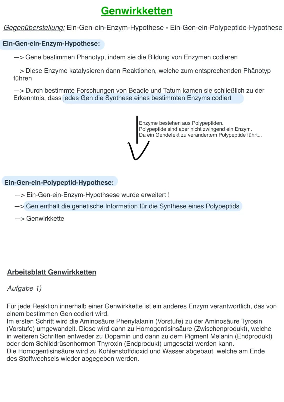 Genwirkketten
Gegenüberstellung: Ein-Gen-ein-Enzym-Hypothese - Ein-Gen-ein-Polypeptide-Hypothese
Ein-Gen-ein-Enzym-Hypothese:
-> Gene bestim