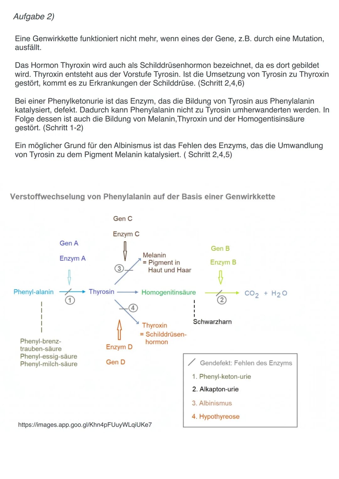 Genwirkketten
Gegenüberstellung: Ein-Gen-ein-Enzym-Hypothese - Ein-Gen-ein-Polypeptide-Hypothese
Ein-Gen-ein-Enzym-Hypothese:
-> Gene bestim