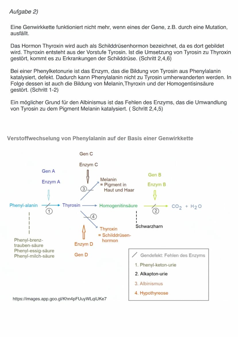 Genwirkketten
Gegenüberstellung: Ein-Gen-ein-Enzym-Hypothese - Ein-Gen-ein-Polypeptide-Hypothese
Ein-Gen-ein-Enzym-Hypothese:
-> Gene bestim