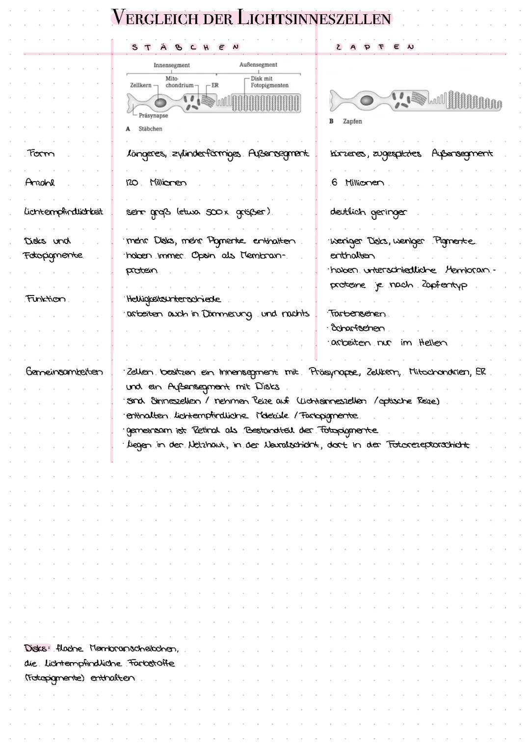 Vergleich Stäbchen und Zapfen: Unterschiede, Gemeinsamkeiten und Funktionen