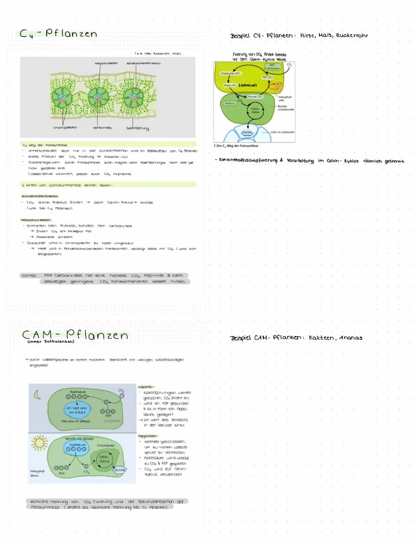 Definition Autökologie: Beschreibt die Abhängigkeit einteiner Arten von ihrer Umwelt oder den in dieser Umwelt herrschenden Faktoren
(abioti