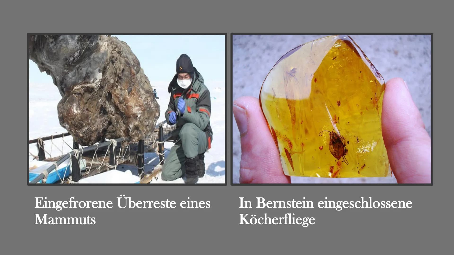 Fossilien
Von Elisabeth Atapin
dest Gliederung
• Bedeutung
●
Geschichte
Fossilisation
Fossilienformen
●
●
●
●
●
●
●
Lebende Fossilien
Alters