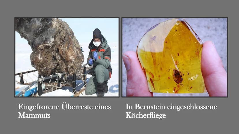 Fossilien
Von Elisabeth Atapin
dest Gliederung
• Bedeutung
●
Geschichte
Fossilisation
Fossilienformen
●
●
●
●
●
●
●
Lebende Fossilien
Alters