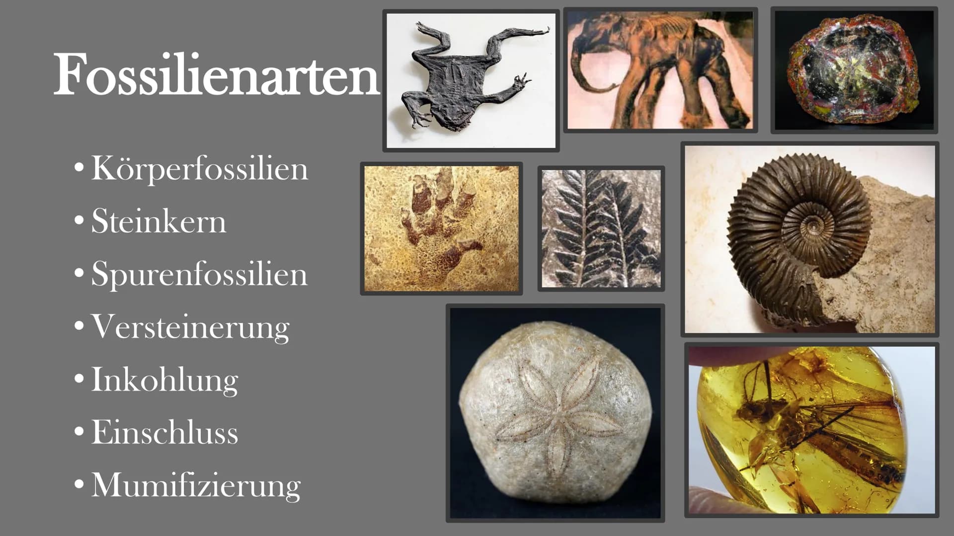 Fossilien
Von Elisabeth Atapin
dest Gliederung
• Bedeutung
●
Geschichte
Fossilisation
Fossilienformen
●
●
●
●
●
●
●
Lebende Fossilien
Alters