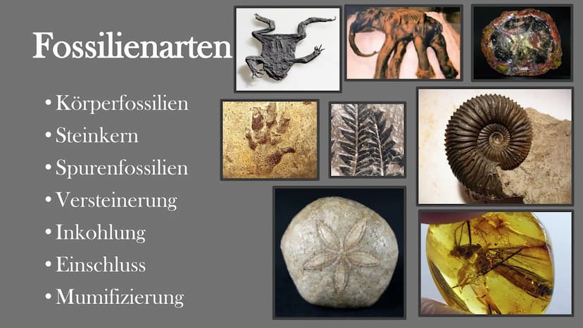 Fossilien
Von Elisabeth Atapin
dest Gliederung
• Bedeutung
●
Geschichte
Fossilisation
Fossilienformen
●
●
●
●
●
●
●
Lebende Fossilien
Alters