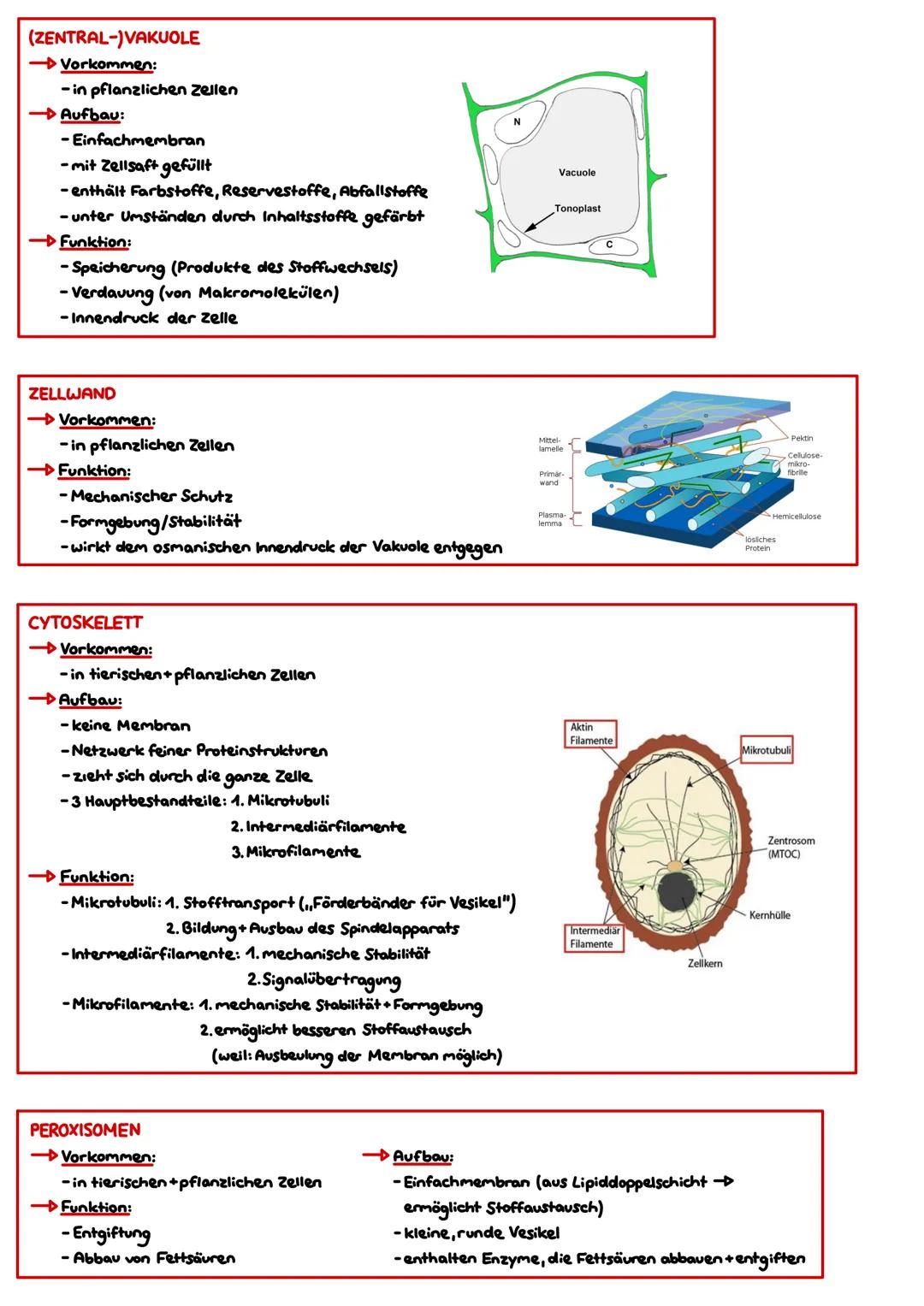 Zellbiologic
HAUPTSATZ DER BIOLOGIE (ZELLTHEORIE)
→,,Omnis cellula e cellula."-„Jede Zelle entstammt einer Zelle." (Rudolf Virchow, 1855)
→ 
