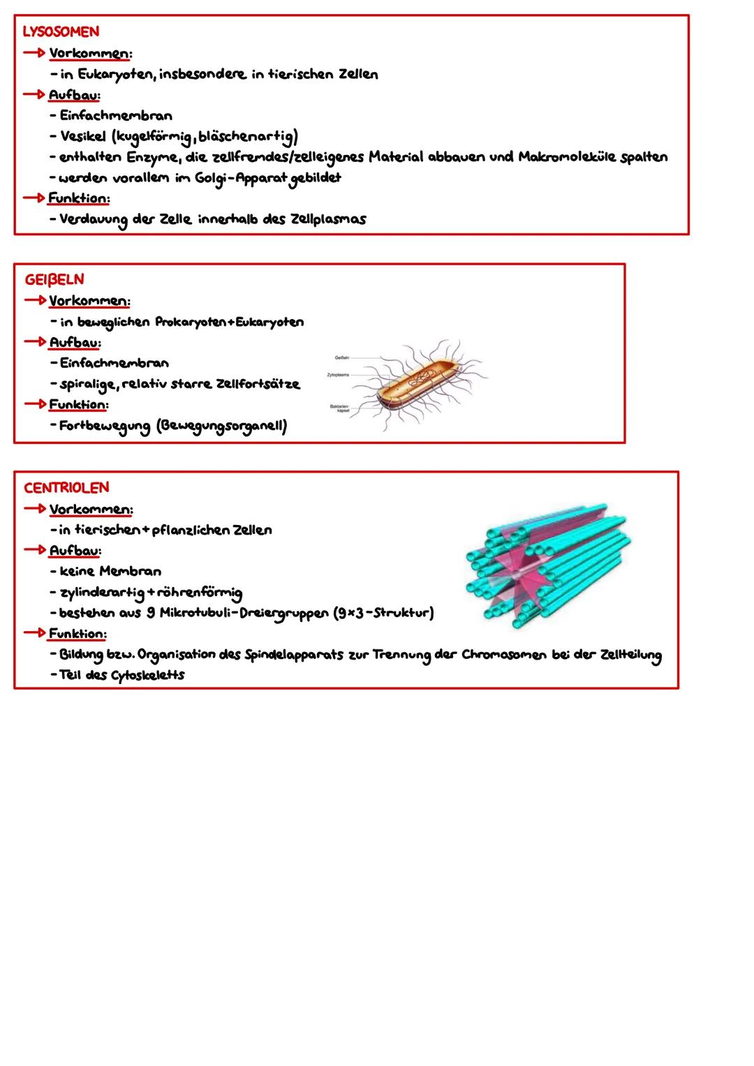 Zellbiologic
HAUPTSATZ DER BIOLOGIE (ZELLTHEORIE)
→,,Omnis cellula e cellula."-„Jede Zelle entstammt einer Zelle." (Rudolf Virchow, 1855)
→ 