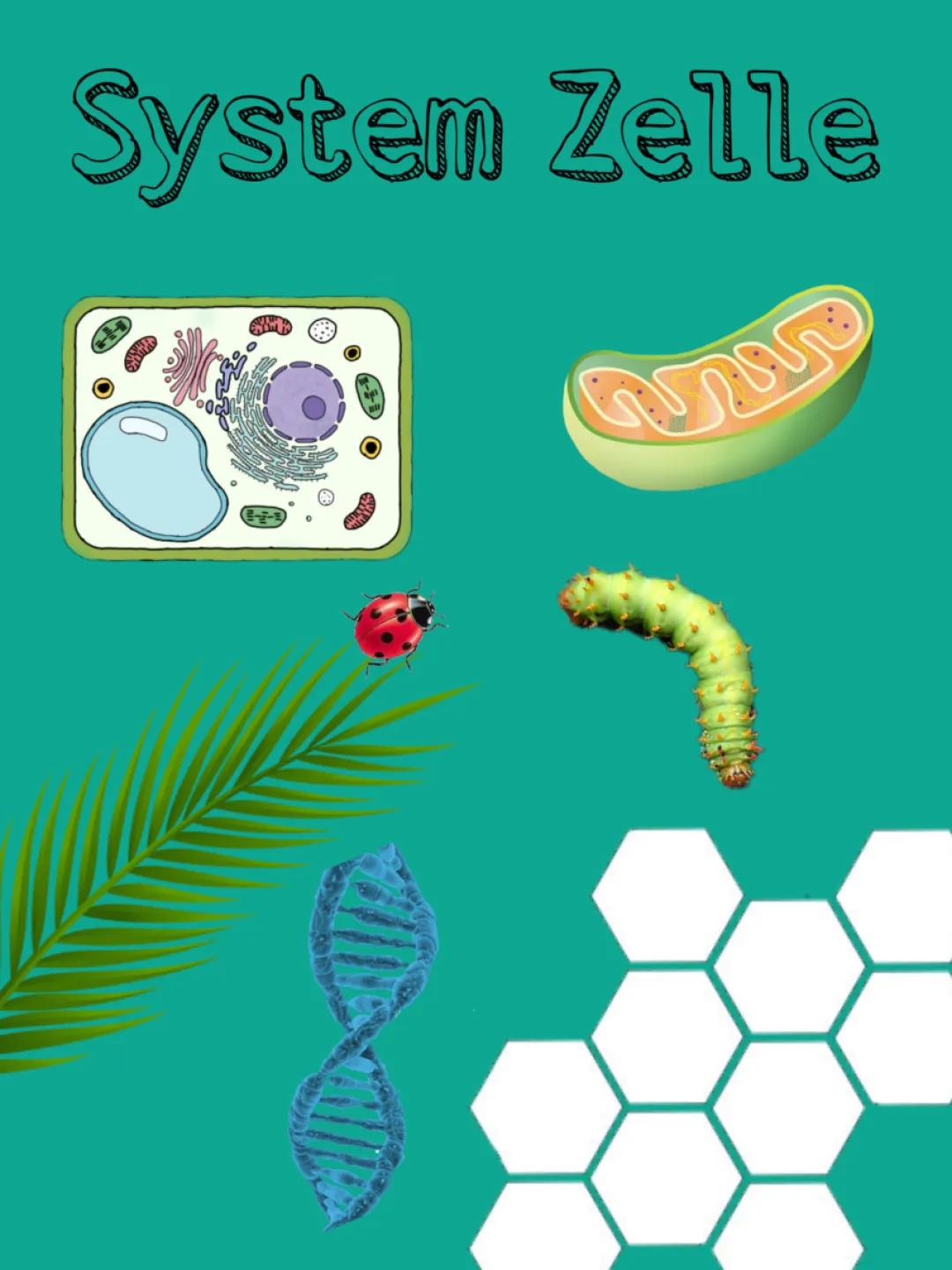 System Zelle komplett, Abitur 2023, Biologie 