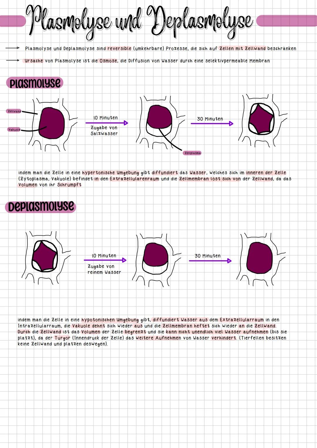 Kompartimentierung
Kompartimente nennt man Räume, die voneinander abgegrenzt sind. Es werden vor allem Organellen, Zellen, Organe und
Organs