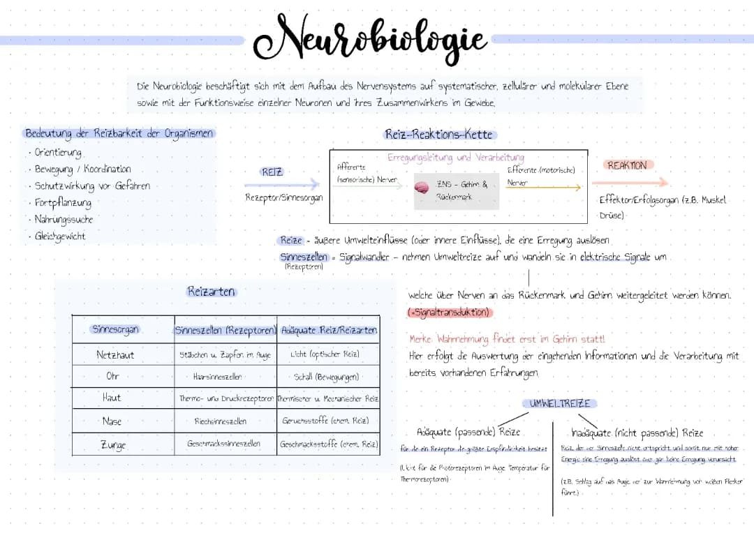 Abitur Zusammenfassung Neurobiologie