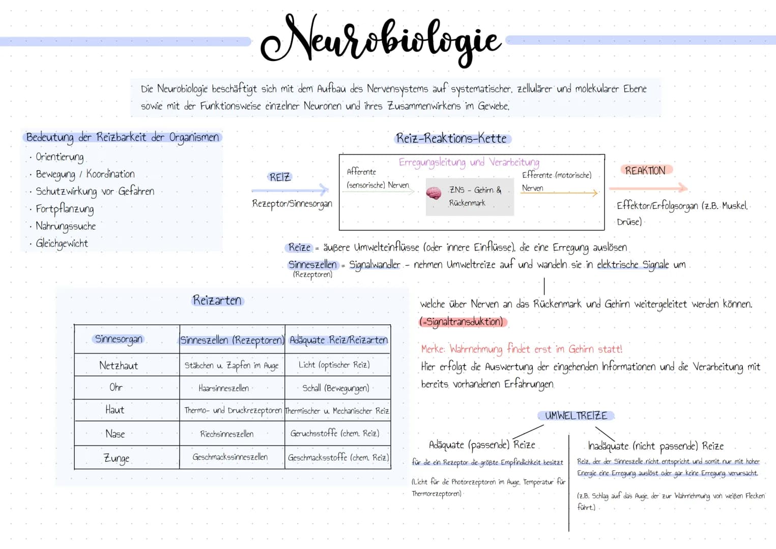 Bedeutung der Reizbarkeit der Organismen
• Orientierung.
• Bewegung / Koordination
• Schutzwirkung vor Gefahren
• Fortpflanzung
• Nahrungssu