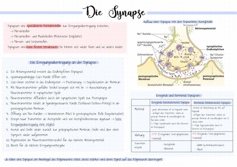 Bedeutung der Reizbarkeit der Organismen
• Orientierung.
• Bewegung / Koordination
• Schutzwirkung vor Gefahren
• Fortpflanzung
• Nahrungssu