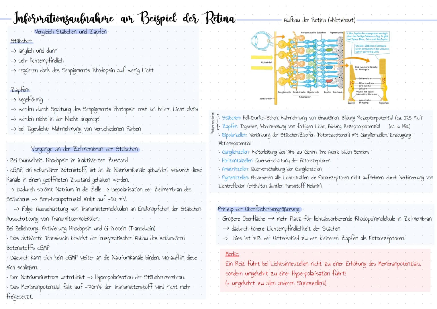 Bedeutung der Reizbarkeit der Organismen
• Orientierung.
• Bewegung / Koordination
• Schutzwirkung vor Gefahren
• Fortpflanzung
• Nahrungssu