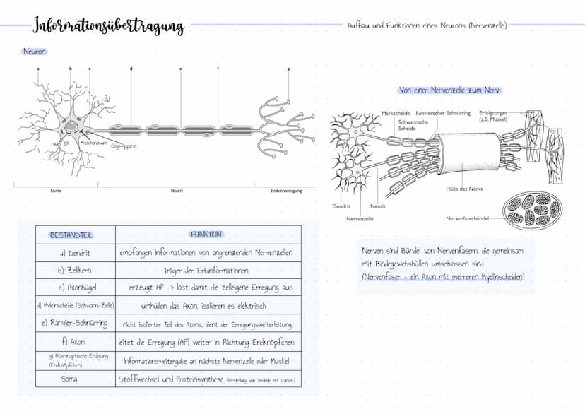 Bedeutung der Reizbarkeit der Organismen
• Orientierung.
• Bewegung / Koordination
• Schutzwirkung vor Gefahren
• Fortpflanzung
• Nahrungssu