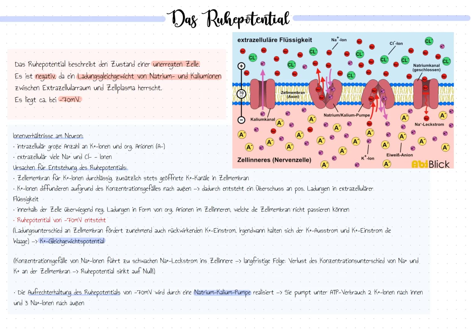 Bedeutung der Reizbarkeit der Organismen
• Orientierung.
• Bewegung / Koordination
• Schutzwirkung vor Gefahren
• Fortpflanzung
• Nahrungssu