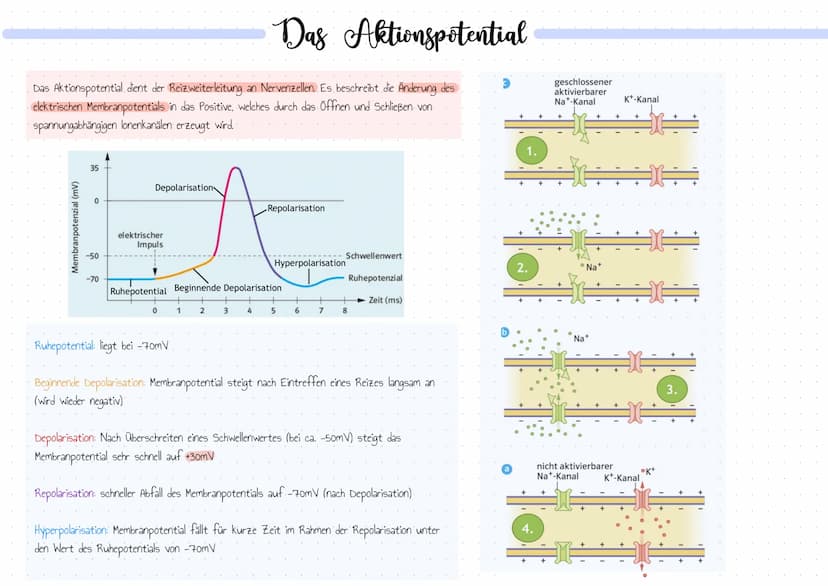 Bedeutung der Reizbarkeit der Organismen
• Orientierung.
• Bewegung / Koordination
• Schutzwirkung vor Gefahren
• Fortpflanzung
• Nahrungssu