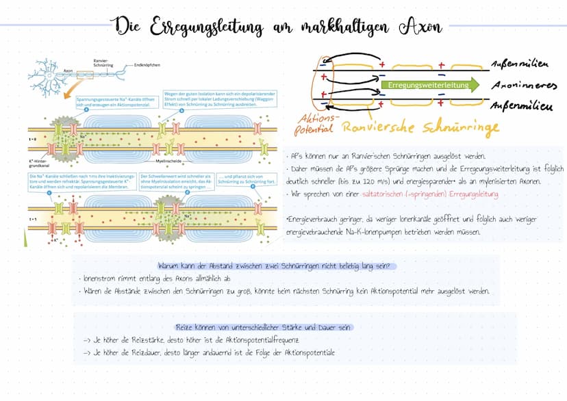 Bedeutung der Reizbarkeit der Organismen
• Orientierung.
• Bewegung / Koordination
• Schutzwirkung vor Gefahren
• Fortpflanzung
• Nahrungssu
