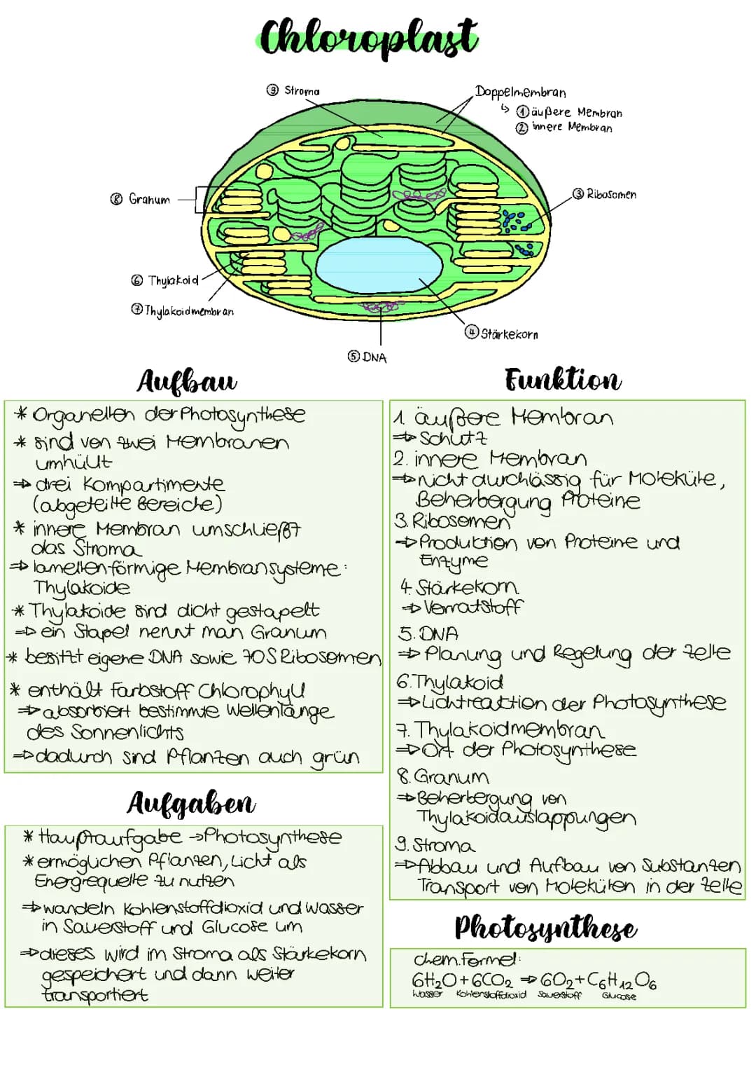 Chloroplast