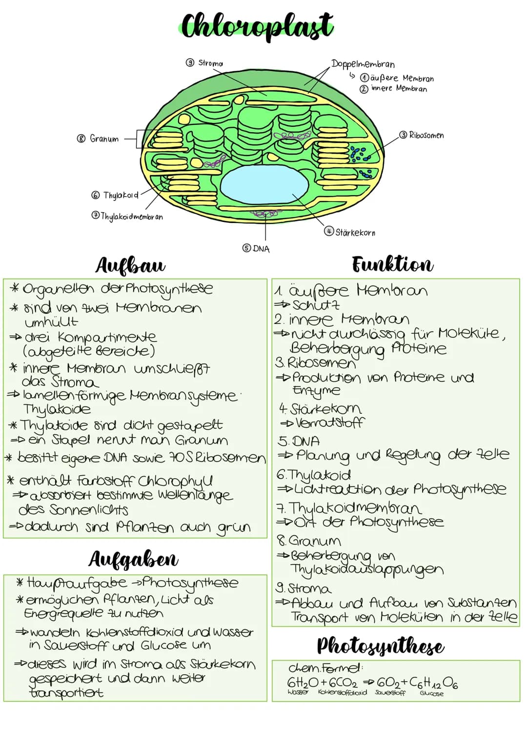® Granum
Thylakoid
Thylakoid membran
Chloroplast
9 Stroma
Aufbau
* Organellen der Photosynthese
* sind von zwei Membranen
umhült
→ drei Komp