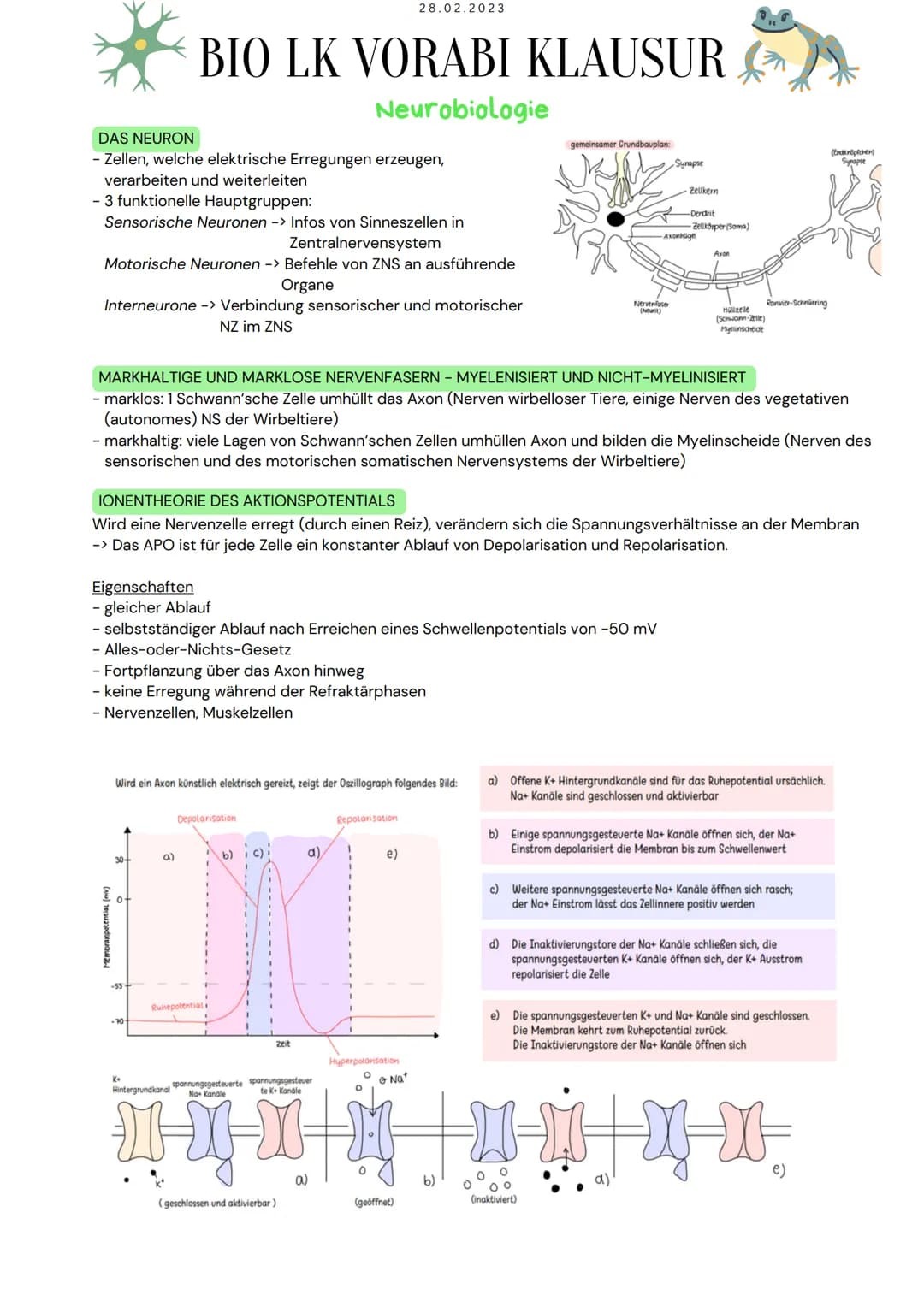 DAS NEURON
- Zellen, welche elektrische Erregungen erzeugen,
verarbeiten und weiterleiten
- 3 funktionelle Hauptgruppen:
Sensorische Neurone