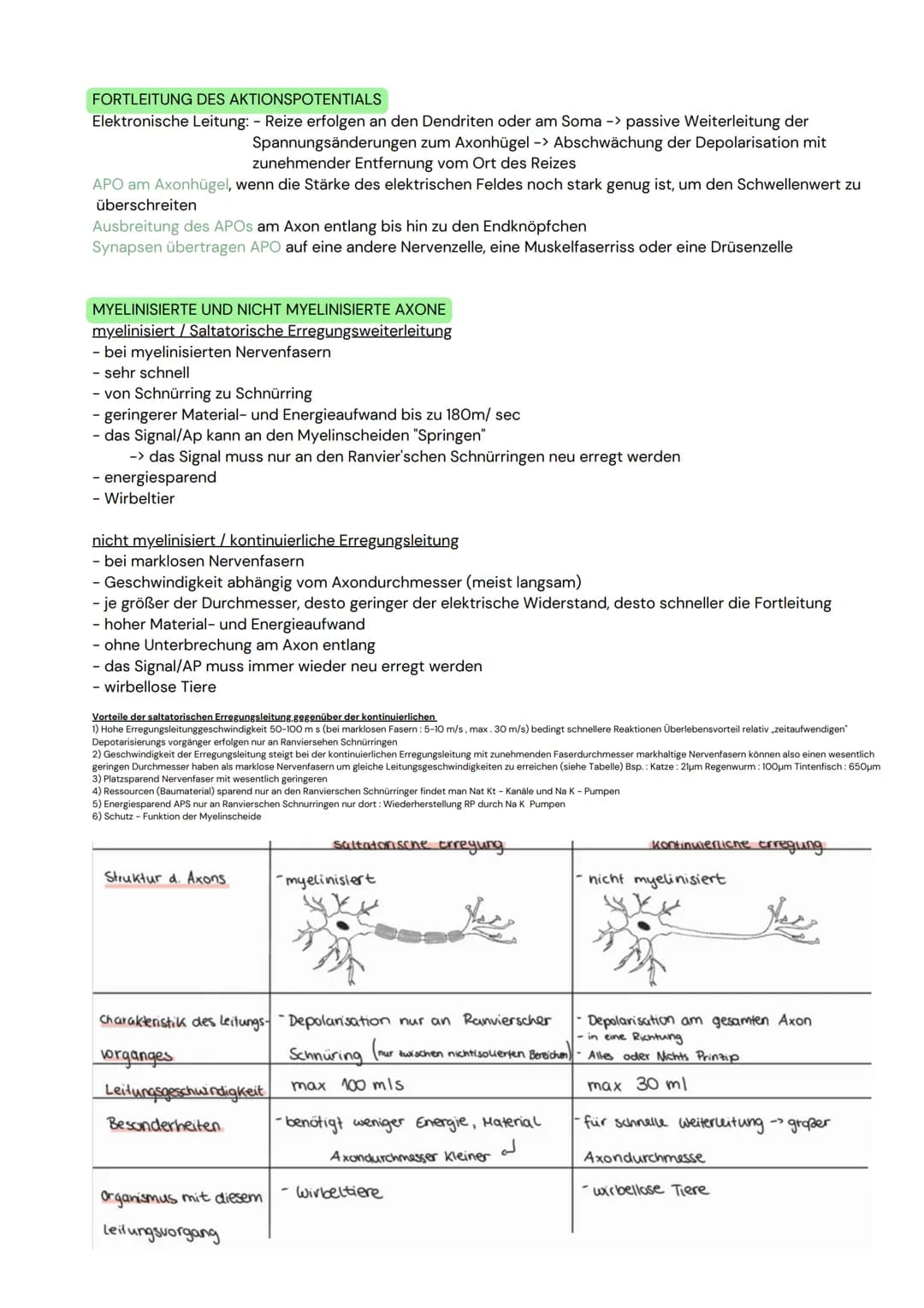 DAS NEURON
- Zellen, welche elektrische Erregungen erzeugen,
verarbeiten und weiterleiten
- 3 funktionelle Hauptgruppen:
Sensorische Neurone
